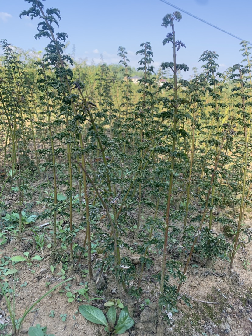 [鸡爪槭苗批发]鸡爪槭苗 丛生鸡爪槭杯苗价格20元/株