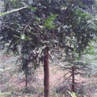 种植、销售南方红豆杉