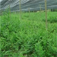 精品大鄂西红豆树