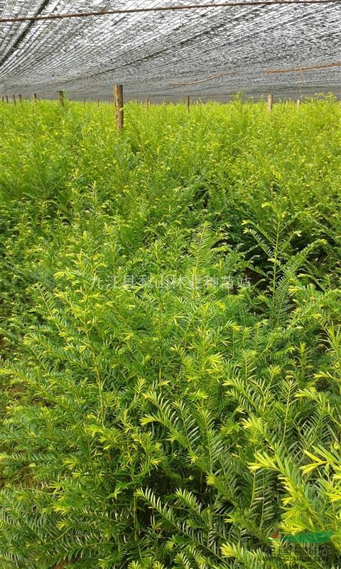 红豆杉种植基地//九江红豆杉销售价格