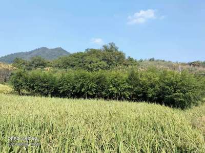 [红豆杉8公分红豆杉 300.00元/株 若干株 苗木通