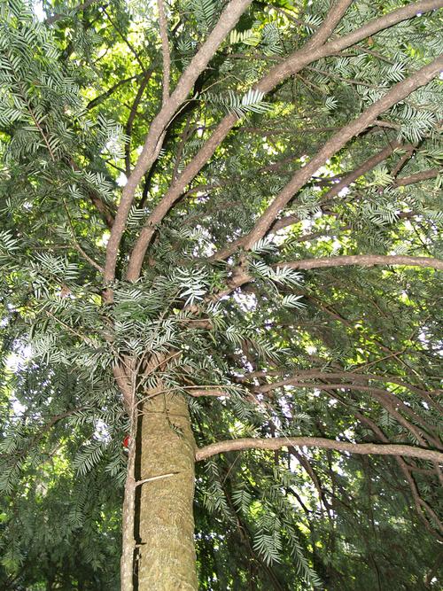 南方红豆杉优树芷江15号 种植技术与销售市场全解析