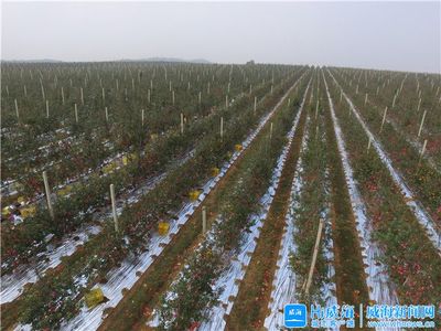 红豆杉下的振兴路——全市乡村振兴暨脱贫攻坚推进会议观摩走进荣成市红豆杉种植销售基地