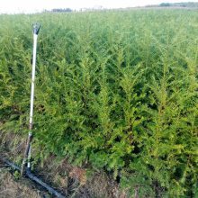 庭院绿化与行道树优选 利川市信都苗木专业合作社红豆杉树苗批发