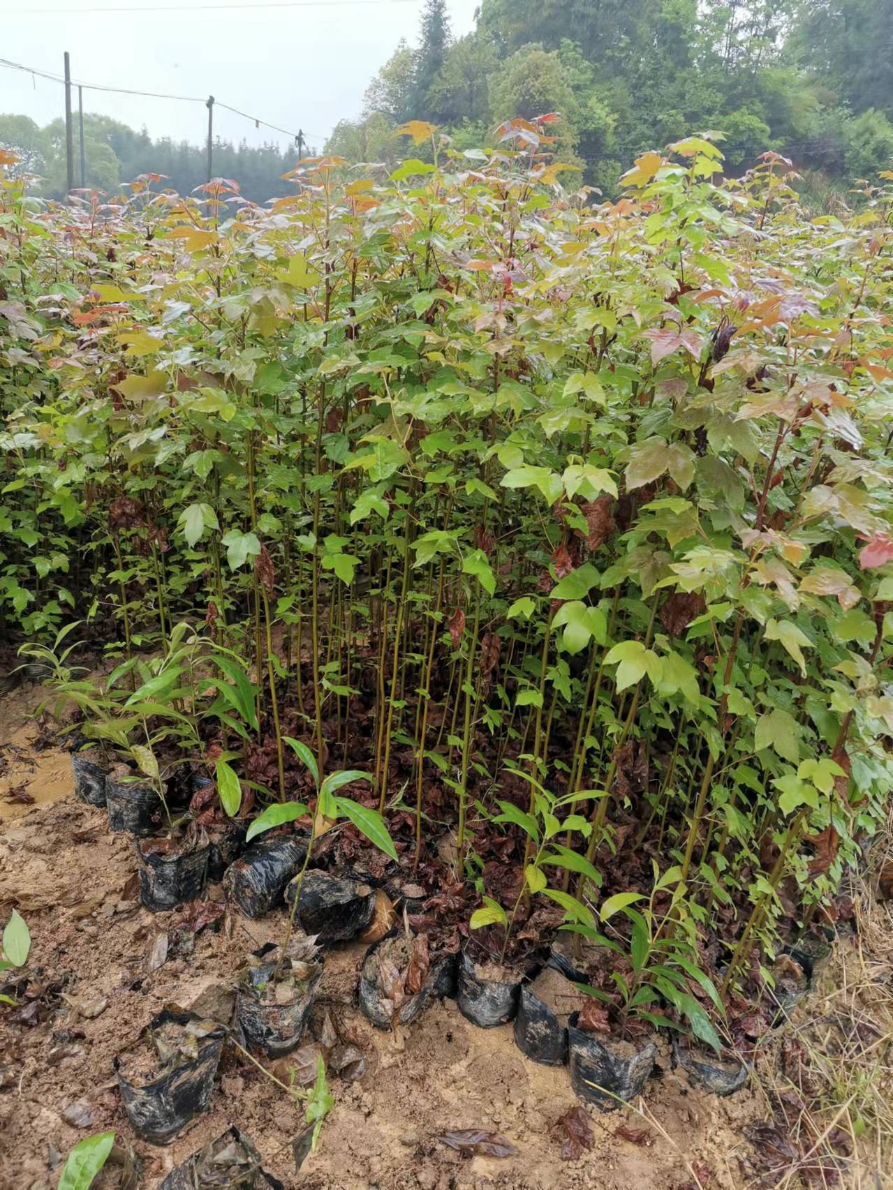枫香杯苗与红豆杉种植销售指南 规格、产地与栽培要点