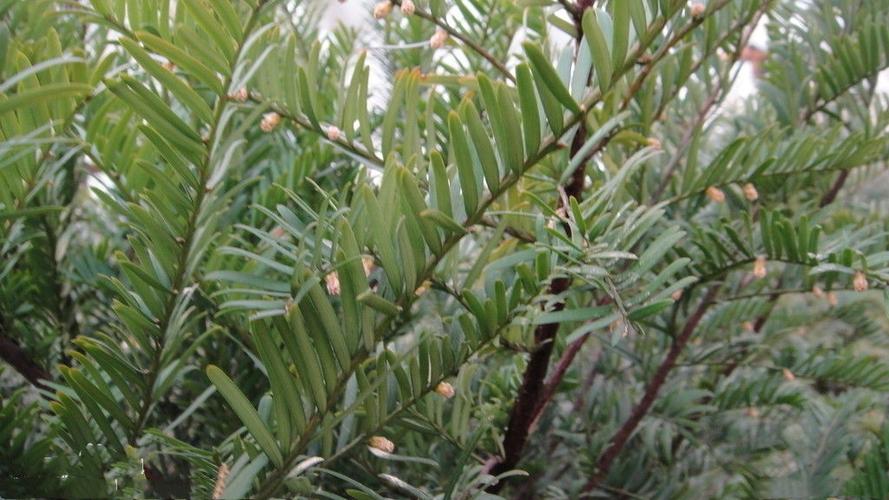 红豆杉纲——红豆杉种植与销售全解析 从珍稀濒危到绿色产业的规范化路径