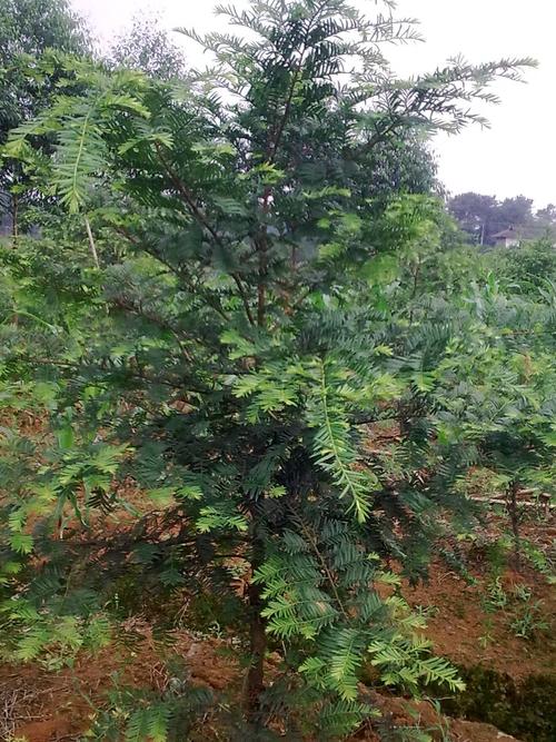 南方红豆杉优树城步1号 种植技术与销售前景