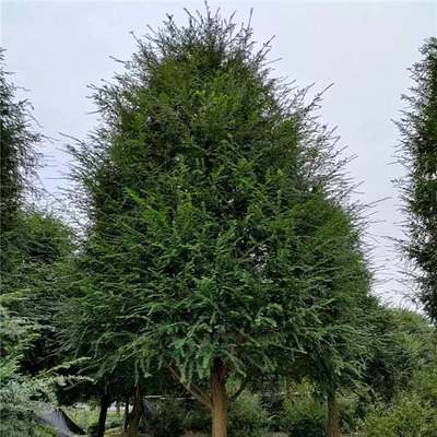 塔型红豆杉 从苗木基地到庭院景观的绿色选择