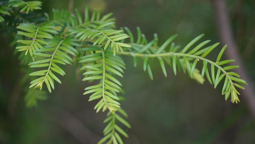 永胜县红豆杉种群实现恢复性增长 种植与销售双轮驱动，