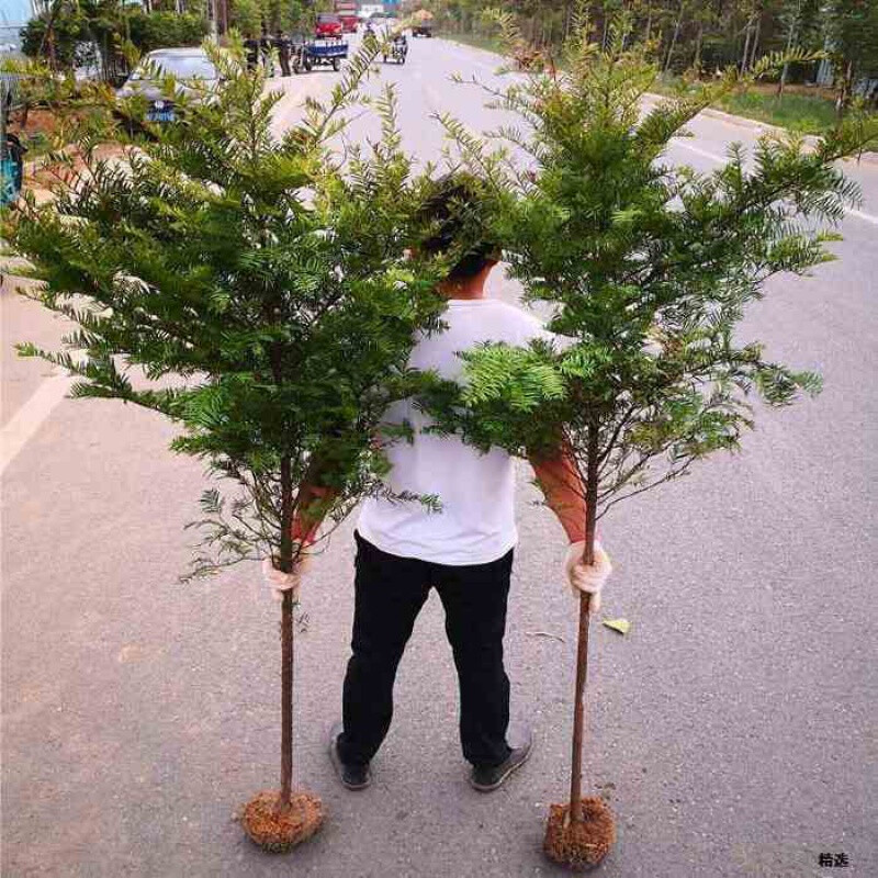 红豆杉种植与市场前景 从庭院绿化到盆栽盆景