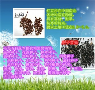 大冶苏丹草种子价格与红豆杉种植销售指南