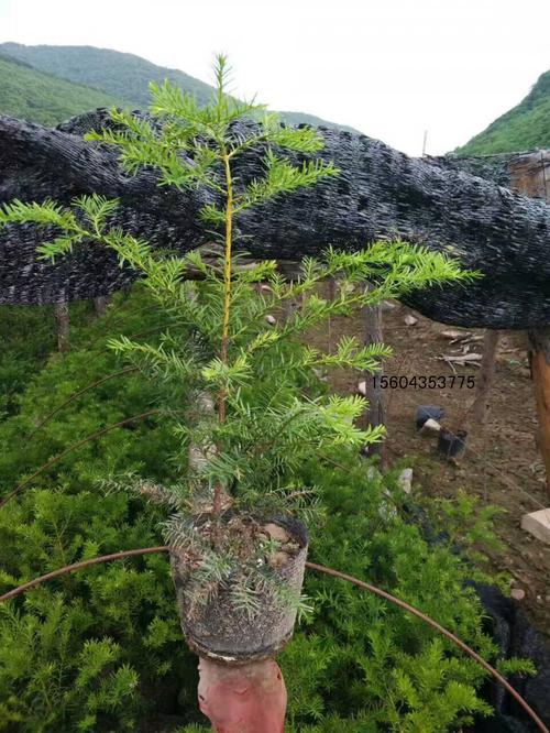 云南红豆杉格萨拉个体23 种植技术与销售市场分析