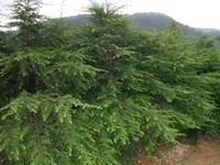 红豆杉树不同规格价格与种植销售厂家指南